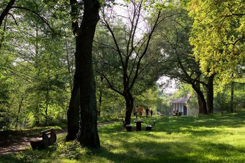Mühltal Bäume im Langener Mühltal