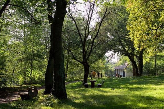 Mühltal Bäume im Langener Mühltal