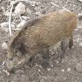 Wildschwein © Marc Ahrens