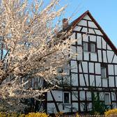Fachwerkhaus im Frühling neben blühendem Baum © Stadt Langen