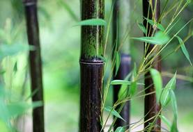 Knapp   Bambus