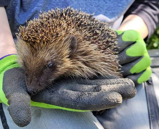 Ein Igel aus einem Langener Garten. © Dexheimer/Stadt Langen
