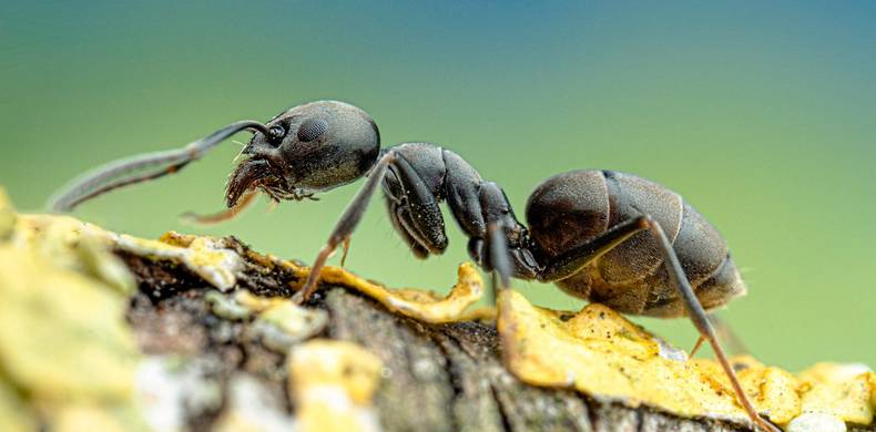 Die Große Drüsenameise im Großformat