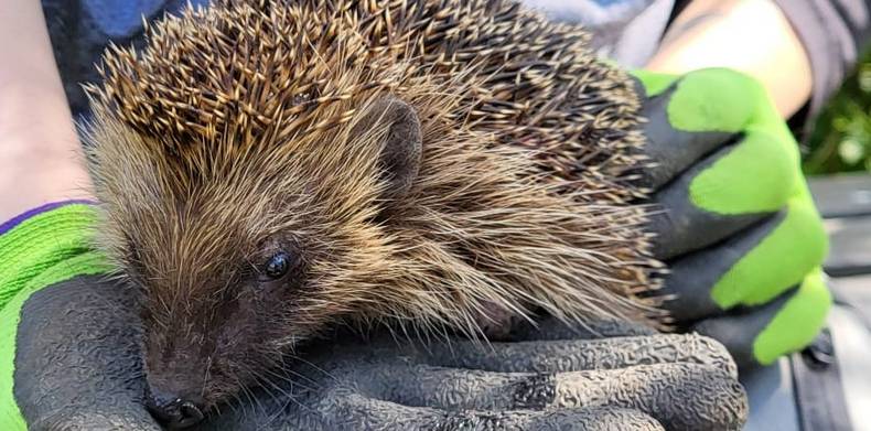Ein Igel aus einem Langener Garten. © Dexheimer/Stadt Langen