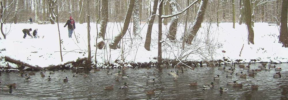 Enten im Winter auf dem Paddelteich in Langen