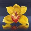 Solly Guigui orchidee gelb 90x100