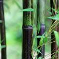 Knapp - Bambus